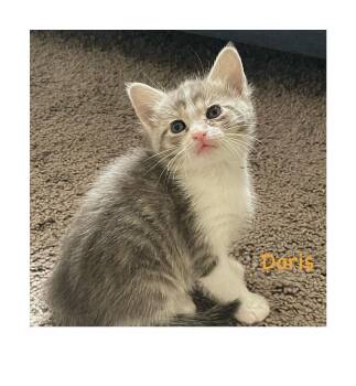 Domestic Short Hair Cats Available for Adoption - Doris | PetCurious
