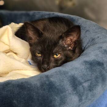 Leo -  Domestic Short Hair Cat for Adoption in San Jacinto, California - Leo | PetCurious