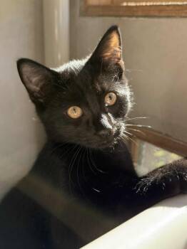 Rescue Domestic Short Hair Cats for Adoption in Elizabethtown, New York - Twix | PetCurious