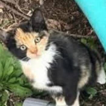 Makoto C12867 -  Domestic Short Hair Cat for Adoption - Makoto C12867 | PetCurious