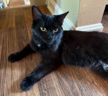 Rescue Domestic Short Hair Cats for Adoption in Bardstown, Kentucky - Pricilla | PetCurious