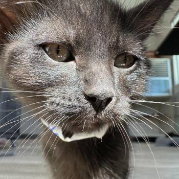 Domestic Short Hair Cats Available for Adoption in Durango, Colorado - Conor | PetCurious
