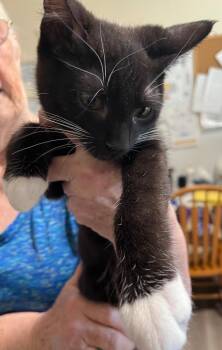Lane -  Domestic Short Hair Cat for Adoption in Thompson Falls, Montana - Lane | PetCurious