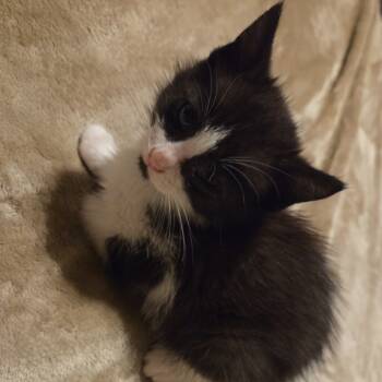 Rescue Domestic Medium Hair Cats for Adoption in Melbourne, Kentucky - Mira | PetCurious