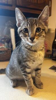 Blarney -  Domestic Short Hair Cat for Adoption in Mokena, Illinois - Blarney | PetCurious