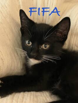 FIFA -  Domestic Short Hair Cat for Adoption in Homestead, Florida - FIFA | PetCurious