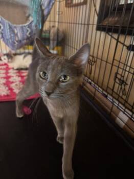 Russian Blue and Domestic Short Hair Cats Available for Adoption - Roxie | PetCurious