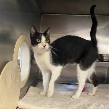 Hanasima -  Domestic Short Hair Cat for Adoption in Long Beach, California - Hanasima | PetCurious