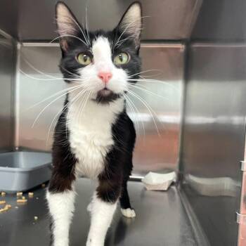 Domestic Short Hair Cats Available for Adoption - Nurse Jackie | PetCurious