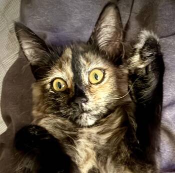 Ophelia -  Tortoiseshell Cat for Adoption in Greenfield, California - Ophelia | PetCurious