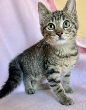 Betsy Ross -  Domestic Short Hair Cat for Adoption in Buffalo, New York - Betsy Ross | PetCurious