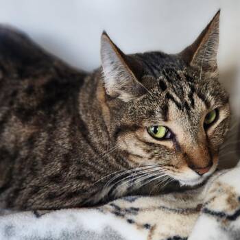 Arizona -  Domestic Short Hair Cat for Adoption in Reno, Nevada - Arizona | PetCurious
