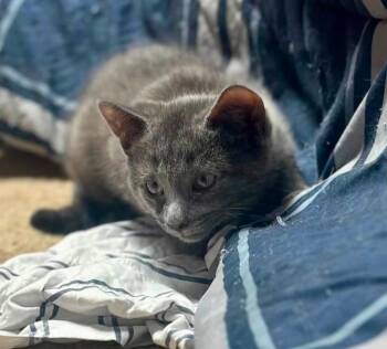 Willow -  Domestic Short Hair Cat for Adoption in La Porte, Indiana - Willow | PetCurious