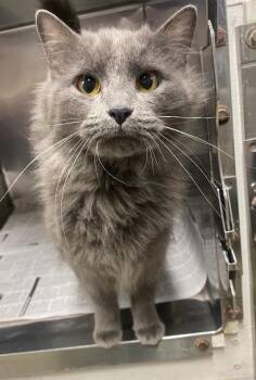 Domestic Long Hair Cats Available for Adoption in Hopkinsville, Kentucky - Valentina | PetCurious