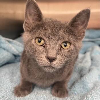Topaz -  Domestic Short Hair Cat for Adoption in Jupiter, Florida - Topaz | PetCurious