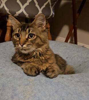Domestic Medium Hair Cats Available for Adoption in Myerstown, Pennsylvania - Gingerbread (Currently In A Foster Home While Waiting For His Fo | PetCurious