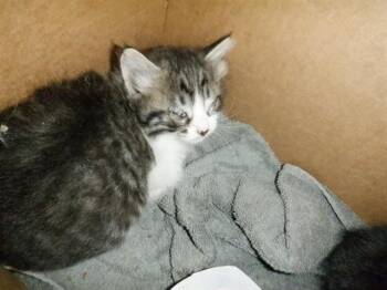 Domestic Short Hair Cats Available for Adoption in San Jose, California - OZZY | PetCurious