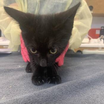 Bambi -  Domestic Short Hair Cat for Adoption in West Palm Beach, Florida - Bambi | PetCurious