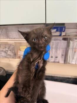 *MOCHA -  Domestic Short Hair Cat for Adoption in Woodland, California - *MOCHA | PetCurious