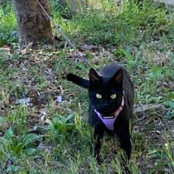 Domestic Short Hair Cats Available for Adoption in Candler, North Carolina - Hattie | PetCurious