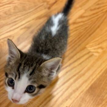 Nacho (C000-242) -  Domestic Short Hair Cat for Adoption in Chino Hills, California - Nacho (C000-242) | PetCurious