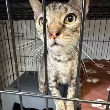 Domestic Short Hair Cats Available for Adoption in Houston, Texas - Prince | PetCurious