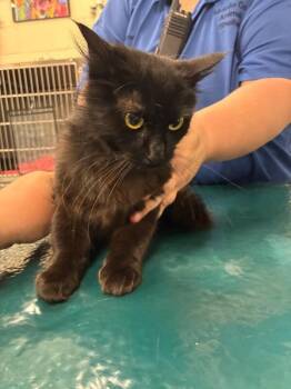 Kim -  Domestic Medium Hair Cat for Adoption in Mobile, Alabama - Kim | PetCurious