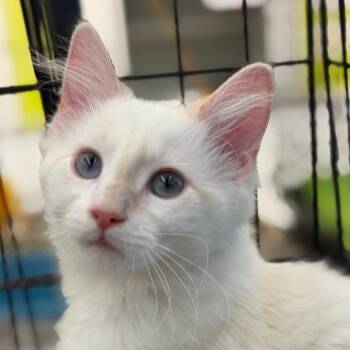 Latte -  Siamese Cat for Adoption in Raeford, North Carolina - Latte | PetCurious