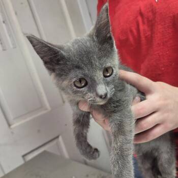 Raisin -  Domestic Short Hair Cat for Adoption in Leander, Texas - Raisin | PetCurious
