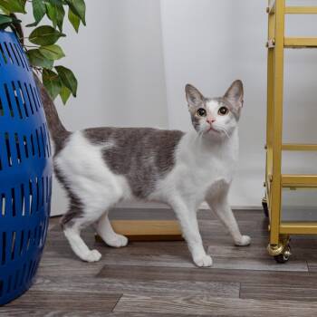 Rescue Domestic Short Hair Cats for Adoption in Los Angeles, California - Dalgona | PetCurious