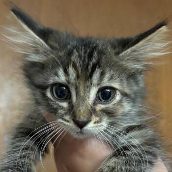 Frannie -  Domestic Long Hair Cat for Adoption - Frannie | PetCurious