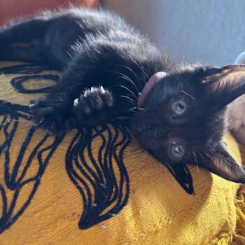 Lollipop -  Domestic Short Hair Cat for Adoption in Cumming, Georgia - Lollipop | PetCurious