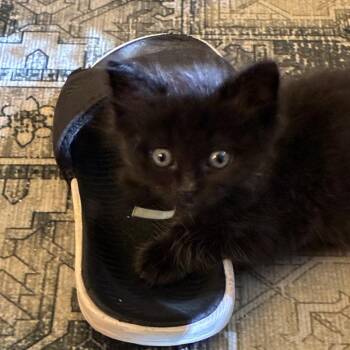 Buddy -  Domestic Short Hair Cat for Adoption in Pleasanton, California - Buddy | PetCurious