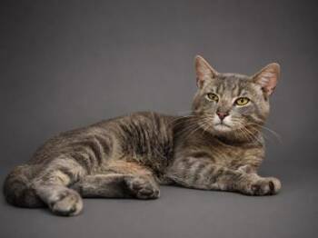 Jasper -  Domestic Short Hair Cat for Adoption in Bowling Green, Kentucky - Jasper | PetCurious