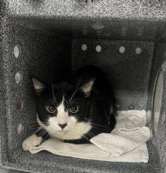 Rocky -  American Shorthair and Domestic Short Hair Cat for Adoption in Daytona Beach, Florida - Rocky | PetCurious