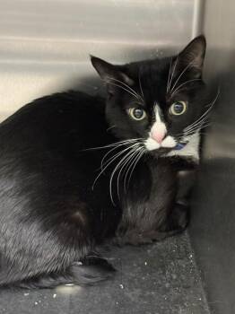 Domestic Short Hair Cats Available for Adoption - DICE | PetCurious