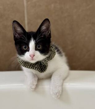 Finley -  Domestic Short Hair Cat for Adoption in Zephyrhills, Florida - Finley | PetCurious