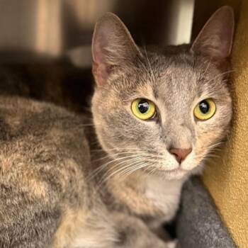 Trixie -  Domestic Short Hair Cat for Adoption in Gastonia, North Carolina - Trixie | PetCurious