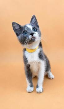 Ford (Yellow) -  Domestic Short Hair Cat for Adoption in Dahlonega, Georgia - Ford (Yellow) | PetCurious