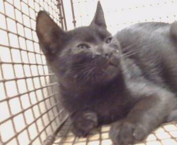 GIRARDO -  Domestic Short Hair Cat for Adoption in Sacramento, California - GIRARDO | PetCurious
