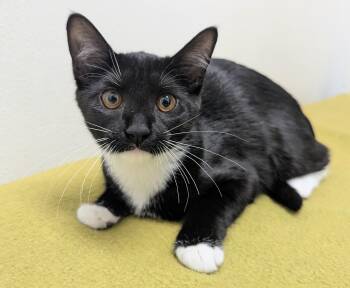 Mallery -  Domestic Short Hair Cat for Adoption in Springfield, Illinois - Mallery | PetCurious
