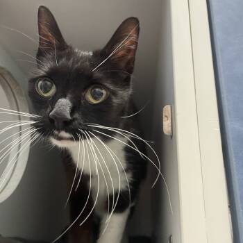 Rescue Domestic Short Hair Cats for Adoption in Philadelphia, Pennsylvania - Noodle | PetCurious