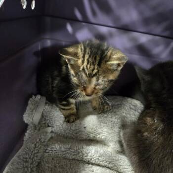Domestic Short Hair Cats Available for Adoption in Newark, New Jersey - Woodstock | PetCurious