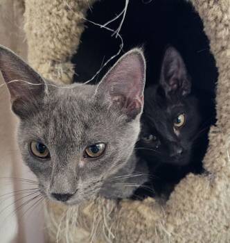 Flash -  Domestic Short Hair Cat for Adoption in Frisco, Texas - Flash | PetCurious