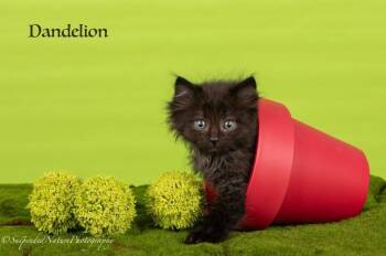 Domestic Long Hair Cats Available for Adoption in San Jacinto, California - Dandelion | PetCurious