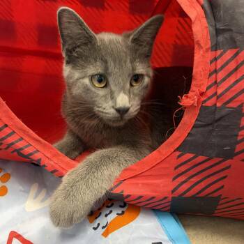 Sassparilla -  Domestic Short Hair Cat for Adoption in Grand Rapids, Michigan - Sassparilla | PetCurious