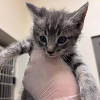 Ronald McDonald -  Domestic Short Hair Cat for Adoption in Lynchburg, Virginia - Ronald McDonald | PetCurious