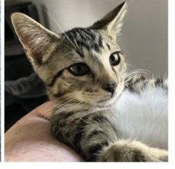 Purry -  Domestic Short Hair Cat for Adoption in Wilmington, North Carolina - Purry | PetCurious