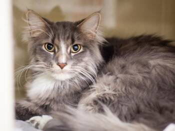 SPIKE -  Domestic Long Hair Cat for Adoption in Omaha, Nebraska - SPIKE | PetCurious