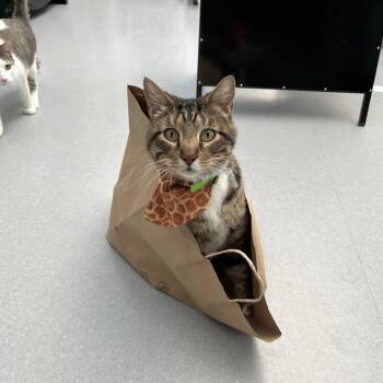 Domestic Short Hair Cats Available for Adoption in Lakewood, Colorado - Mowgli | PetCurious